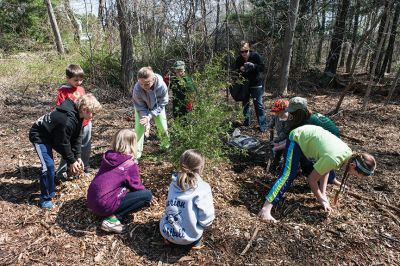 SLT Arbor Day
Children and parents came together Saturday, April 27th to help the Sippican Lands Trust (SLT) and The Trustees of Reservations (TTOR) plant Atlantic White Cedar saplings in an initiative to re-introduce this rare, native species back onto SLT and Town properties.  
