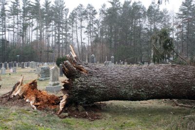 Storm Damage
A large evergreen tree was uprooted on the North Rochester Cemetery during the January 25, 2010 storm that brought heavy rain and strong wind to the region. The trees fall knocked over one stone, belonging to Roland Beaulieu. Photo by Anne OBrien-Kakley.
