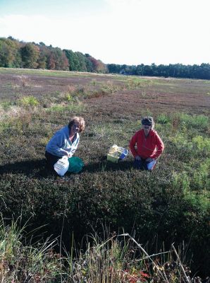 Buzzards Bay Coalition
Sara DaSilva Quintal, Restoration Ecologist with the Buzzards Bay Coalition, led a group of 50 Tri-Town residents and others from across the South Coast on an expedition into protected retired cranberry bogs last Saturday. Photo by Marilou Newell.
