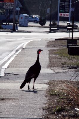 Turkey Crossing
This turkey is just out for a stroll in front of Mattapoisett's Knights of Columbus hall on Route 6 on March 8, 2010. The mild, sunny weather was irresistible to everyone - even a turkey. Photo by Anne O'Brien-Kakley.
