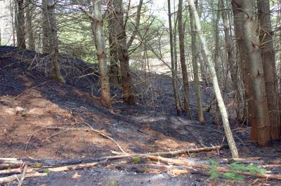 Brush Fire
A recent fire scorched leaves and charred trees over an acre of forest adjacent to the Dexter Lane Athletic fields and the Rochester Senior Center on Thursday, April 21, 2011. Photo by Chris Martin.
