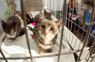 Homes for Cats
Habitat for Cats held an adoption day on Sunday January 12th.  Cats and kittens from New Bedford, Fairhaven, Mattapoisett, Rochester, Marion and other local towns were available for adoption. For more information visit habitatforcats.org. Photo by Felix Perez
