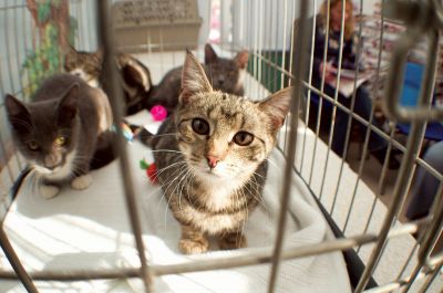 Homes for Cats
Habitat for Cats held an adoption day on Sunday January 12th.  Cats and kittens from New Bedford, Fairhaven, Mattapoisett, Rochester, Marion and other local towns were available for adoption. For more information visit habitatforcats.org. Photo by Felix Perez
