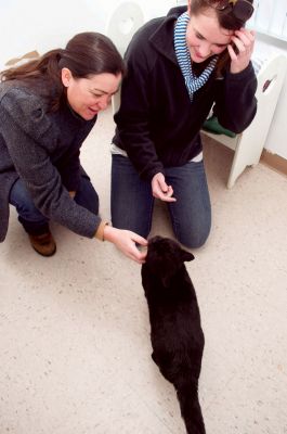 Homes for Cats
Habitat for Cats held an adoption day on Sunday January 12th.  Cats and kittens from New Bedford, Fairhaven, Mattapoisett, Rochester, Marion and other local towns were available for adoption. For more information visit habitatforcats.org. Photo by Felix Perez
