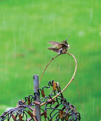 Hummingbird in the Rain
Paula Cobb of Mattapoisett took this fabulous photo of a hummingbird in rain. Thank you to Paula for the photo, if you’d like to share your photos with The Wanderer you can email us at support@wanderer.com
