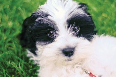 Harry the Havanese
Harry the Havanese is training as a therapy dog, selected for his breed’s gentle characteristics and soft coat. Therapy dogs can make a world of difference in nursing homes, care centers, and other places with people in need of support. Photo by Felix Perez. May 23, 2013 Edition
