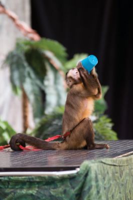 The Rain Forest
Sippican School got wild on February 7, 2011 when Mike Kohlrieser and his wildlife friends visited the school for a special performance, The Rain Forest. Photos by Felix Perez.
