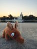 AARD_Capitol-2.jpg