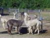 Filename=Alpaca_3381.jpg
Filesize=274KiB
Dimensions=960x720
Date added=Oct 03, 2018 Alpaca_3381.jpg