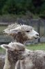 Alpaca_7777.jpg