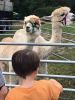 Filename=Alpacas_7923.jpg
Filesize=131KiB
Dimensions=540x720
Date added=Sep 29, 2021 Alpacas_7923.jpg