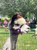 AnimaIs-Marilou-071824-Alpaca.jpg