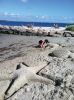 Filename=BeachArt_0811.jpg
Filesize=512KiB
Dimensions=1200x1606
Date added=Aug 10, 2011 BeachArt_0811.jpg