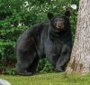 Filename=BearinMarion.jpg
Filesize=188KiB
Dimensions=759x720
Date added=May 31, 2023 BearinMarion.jpg