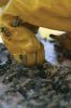 Filename=Bees_8017.jpg
Filesize=57KiB
Dimensions=480x720
Date added=Oct 04, 2017 Bees_8017.jpg