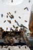Filename=Bees_8029.jpg
Filesize=85KiB
Dimensions=480x720
Date added=Oct 04, 2017 Bees_8029.jpg