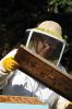 Filename=Bees_8061.jpg
Filesize=83KiB
Dimensions=480x720
Date added=Oct 04, 2017 Bees_8061.jpg