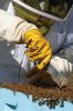 Filename=Bees_8099.jpg
Filesize=104KiB
Dimensions=480x720
Date added=Oct 04, 2017 Bees_8099.jpg