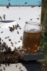 Filename=Bees_8111.jpg
Filesize=84KiB
Dimensions=480x720
Date added=Oct 04, 2017 Bees_8111.jpg
