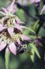 Filename=Bees_8131.jpg
Filesize=71KiB
Dimensions=480x720
Date added=Oct 04, 2017 Bees_8131.jpg