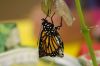 Butterfly_6286.jpg