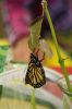 Butterfly_6293.jpg