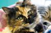 Filename=CATS_7503.jpg
Filesize=128KiB
Dimensions=864x576
Date added=Dec 26, 2012 CATS_7503.jpg