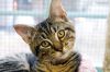 Filename=CATS_7506.jpg
Filesize=109KiB
Dimensions=864x576
Date added=Dec 26, 2012 CATS_7506.jpg