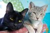 Filename=CATS_7511.jpg
Filesize=107KiB
Dimensions=864x576
Date added=Dec 26, 2012 CATS_7511.jpg