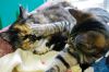 Filename=CATS_7524.jpg
Filesize=118KiB
Dimensions=864x576
Date added=Dec 26, 2012 CATS_7524.jpg