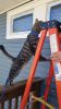 Filename=Cat_Ladder.jpg
Filesize=85KiB
Dimensions=405x720
Date added=Apr 15, 2020 Cat_Ladder.jpg