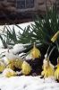 Filename=Cover_040716.jpg
Filesize=149KiB
Dimensions=648x972
Date added=Apr 07, 2016 Cover_040716.jpg