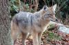 Filename=Coyote_Chicco.jpg
Filesize=88KiB
Dimensions=648x432
Date added=Feb 16, 2017 Coyote_Chicco.jpg