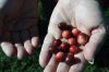Filename=Cranberry_9395.jpg
Filesize=56KiB
Dimensions=648x432
Date added=Sep 30, 2016 Cranberry_9395.jpg