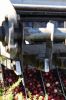 Filename=Cranberry_c_9407.jpg
Filesize=136KiB
Dimensions=648x972
Date added=Sep 30, 2016 Cranberry_c_9407.jpg