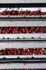Filename=Cranberry_c_9412.jpg
Filesize=175KiB
Dimensions=648x972
Date added=Sep 30, 2016 Cranberry_c_9412.jpg