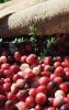 Filename=Cranberry_c_9432.jpg
Filesize=150KiB
Dimensions=648x1016
Date added=Sep 30, 2016 Cranberry_c_9432.jpg