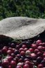 Filename=Cranberry_c_9433.jpg
Filesize=142KiB
Dimensions=648x972
Date added=Sep 30, 2016 Cranberry_c_9433.jpg