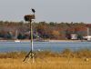 Filename=Damaskos_eagle.jpg
Filesize=165KiB
Dimensions=936x720
Date added=Nov 11, 2020 Damaskos_eagle.jpg