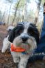 Filename=DogWalk_3875.jpg
Filesize=72KiB
Dimensions=480x720
Date added=Dec 02, 2015 DogWalk_3875.jpg