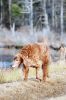 Filename=DogWalk_3949.jpg
Filesize=100KiB
Dimensions=480x720
Date added=Dec 02, 2015 DogWalk_3949.jpg