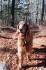 Filename=DogWalk_4040.jpg
Filesize=167KiB
Dimensions=480x720
Date added=Dec 02, 2015 DogWalk_4040.jpg