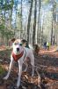 Filename=DogWalk_4043.jpg
Filesize=133KiB
Dimensions=480x720
Date added=Dec 02, 2015 DogWalk_4043.jpg