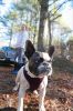 Filename=DogWalk_4109.jpg
Filesize=90KiB
Dimensions=479x720
Date added=Dec 02, 2015 DogWalk_4109.jpg