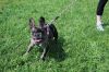 DogWalk_Mona-Frenchy.jpg