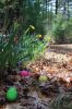 Filename=Eggs_6532.jpg
Filesize=126KiB
Dimensions=480x720
Date added=Apr 17, 2019 Eggs_6532.jpg