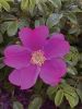 Filename=Ellen-Scholter_flower.jpg
Filesize=113KiB
Dimensions=540x720
Date added=Jun 03, 2020 Ellen-Scholter_flower.jpg
