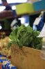 Filename=FarmersMarket_6477.jpg
Filesize=93KiB
Dimensions=648x974
Date added=Apr 15, 2015 FarmersMarket_6477.jpg