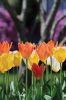Filename=Flowers_9817.jpg
Filesize=65KiB
Dimensions=480x720
Date added=May 10, 2018 Flowers_9817.jpg