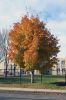 Foliage-outside-Sippican-Elementary-School-112323.jpg